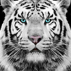 Tigercel tig