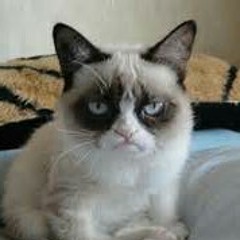 grumpycatlover101