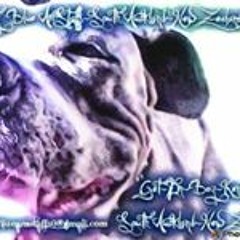 Misty Blue Amstaffs NZ