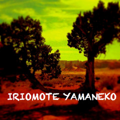 iriomote yamaneko