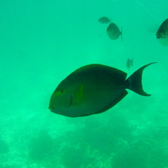 Philipp Landscheiten