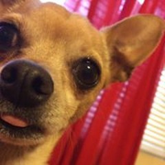 Emily Palomino-Ortiz