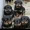 ferndawgs