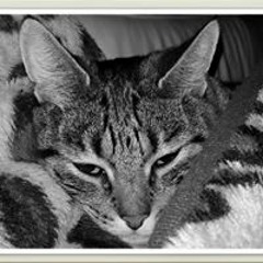 Dennis Denzel Woodgate