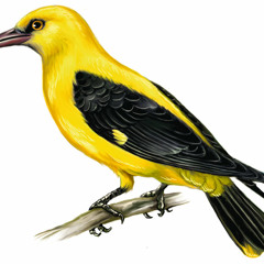Arne11