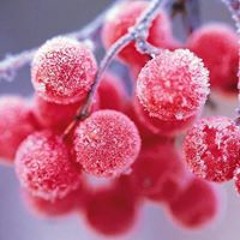 Christina Delph-Tinglin