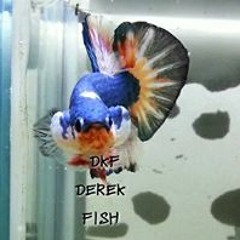 Dkf Betta DerekFish Wsh