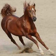 صبري راضي