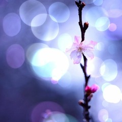 Veerle Van den Bulcke