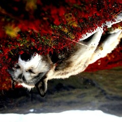 la castagne, nom féminin