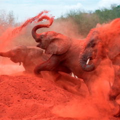 Shahab IndeinGesicht