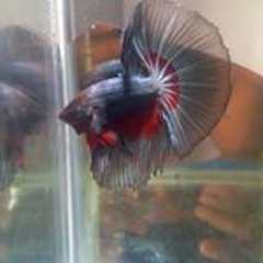 Betta Katrok