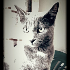 Greta Van den Heever