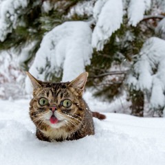 courtmeow
