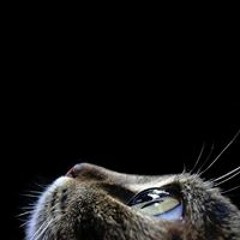 J̶a̶c̶k̶ ̶Geri Aviles