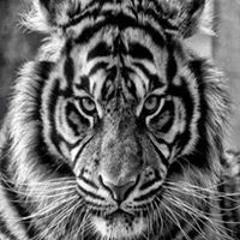 Usman Savul