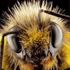 Honey Long