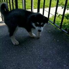 Pirasanth Amirthanayagam