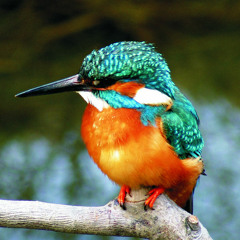 kingfisher