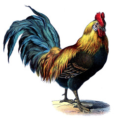 Alectryon
