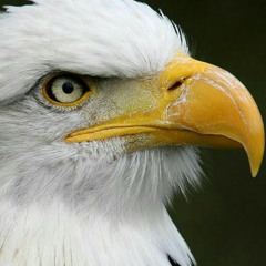 محمد عبدالوهاب الطنطاوى