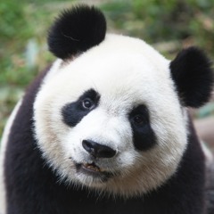 PandaBob