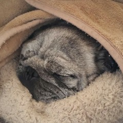 お気に入り
