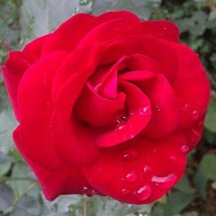 Roseane user912897336