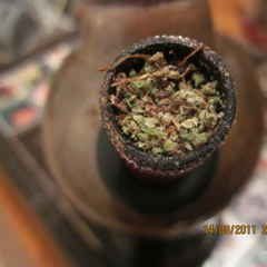 1bigfatconeofkush