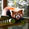 redpanda1234