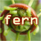 fern_Official