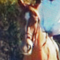Bianka Horses freedom