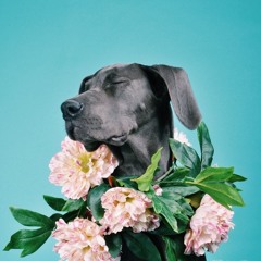 dreamhound