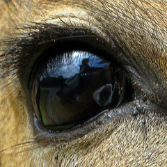 Knew eye deer