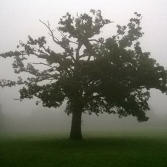 Lone Tree in the Mist