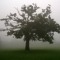 Lone Tree in the Mist