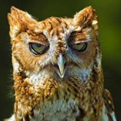 Dustin Hicks-Piggott