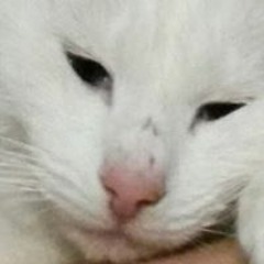 Dorethé Snel-thijssen