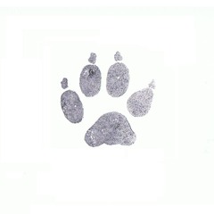 Gray Fox