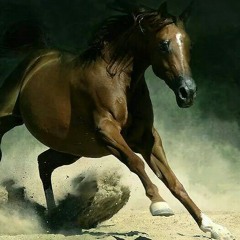 سامي المغربي