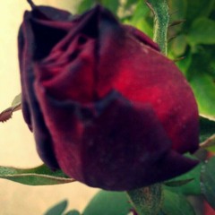 choudhary1