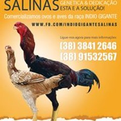 Indiogigante Salinas Mg