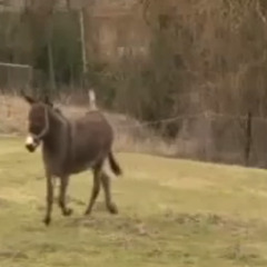Schaik Mitz
