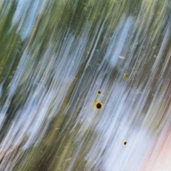Surface Tension River Lea