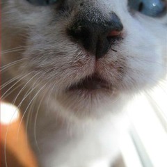 Sebastian Jakob Heuser