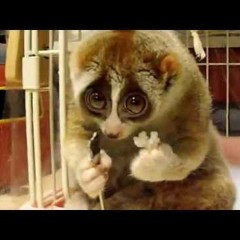 Mentos Thonius Veraz