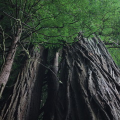 TEMPLE OF BOOM