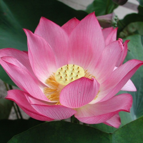 lotusflower’s avatar