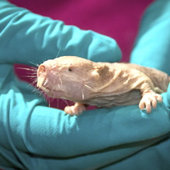 diE nAcktMuLLkoLoniE