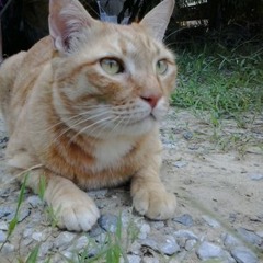 adrianrodriquezadrian